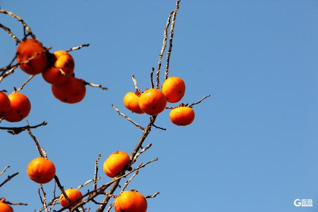 金柿映初冬，青岛藏着一处“甜蜜”公园