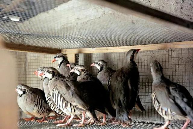 IP市集、鹧鸪宴、乡村寻味！来赶一场最有味的“圩”