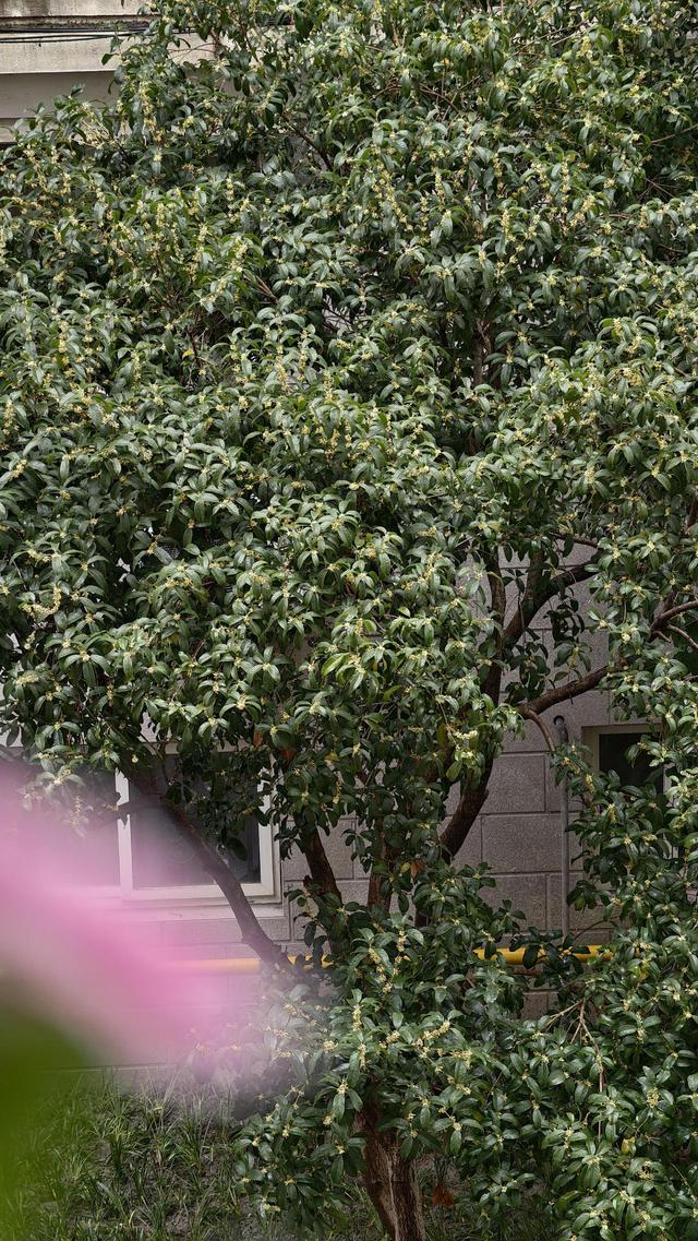 晚潮｜满城的桂花又香了