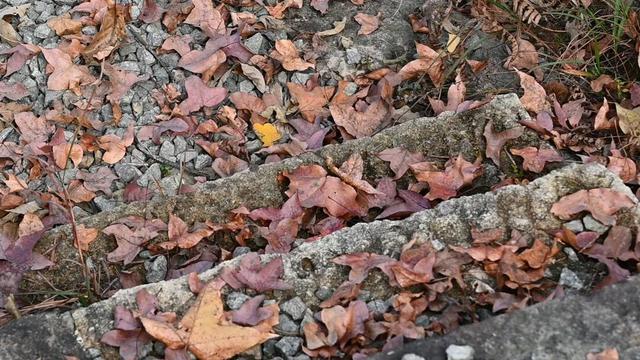 藏不住！秋天的莲都街头，绝美~