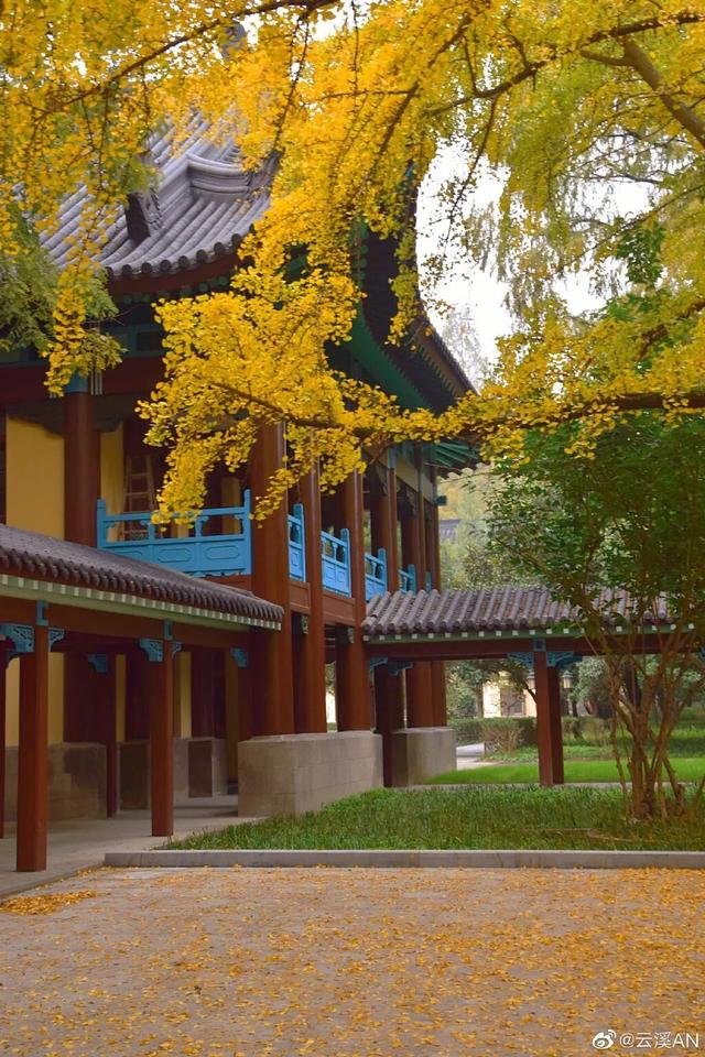 南京开始“下雪”了！