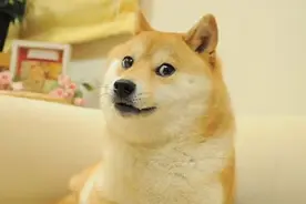 “Doge”表情包原型柴犬去世，享年18岁图片