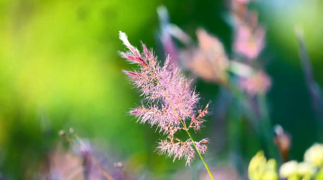 火了！玉林这片粉紫色的山坡，吸引不少人打卡