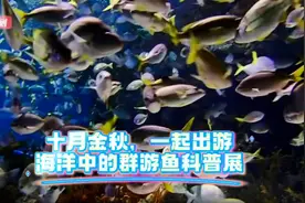 视频 | 国庆长假上海海洋水族馆海洋中的群游鱼科普展来啦图片
