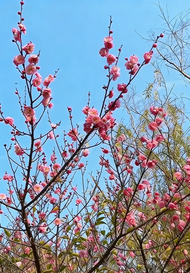 踏雪寻梅！来河南邂逅冬日限定浪漫吧