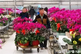 春节临近，济南鲜花港蝴蝶兰、红掌等年宵花卉销售火爆图片