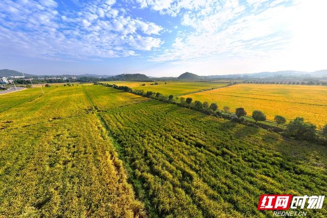 秋游时刻丨粮安天下，韵满双江——宁乡这个镇的乡村诗意太动人