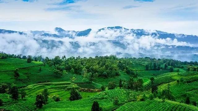 茶香漫山野，越野赴古约！赛动黔景—2025年“普安红”茶山越野挑战赛9月27日燃情开跑