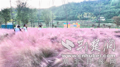 郧西县“粉黛”盛放引客来