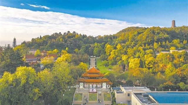 初冬的曲靖城红枫似火 黄叶如金