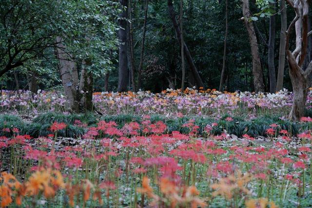 不止“彼岸花”，杭州植物园百万株石蒜花开，西湖景区还藏着不少观赏点