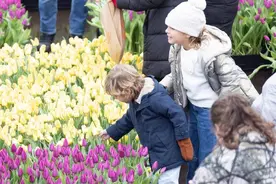荷兰：博物馆前的郁金香花海图片