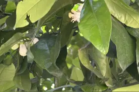 一年一度，“真香”杭州上线，关于这阵子的香味一篇讲全图片