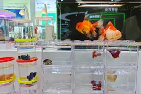 农交会 | 小斗鱼发挥公益大作用图片