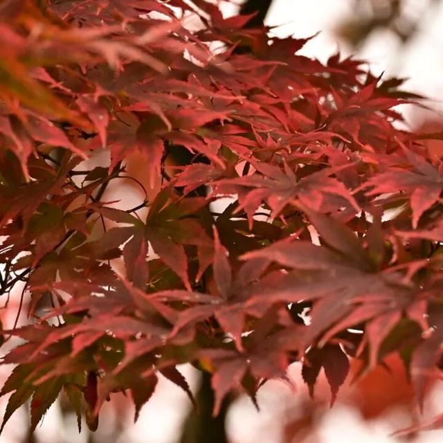 来宣恩矅天眼，看万山红遍，层林尽染！