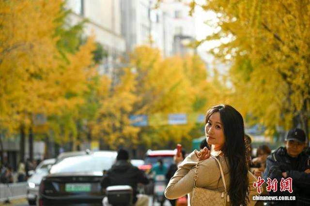 昆明街头银杏披“金衣” 市民打卡忙