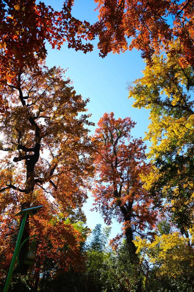 来建宁！去有“枫”的地方
