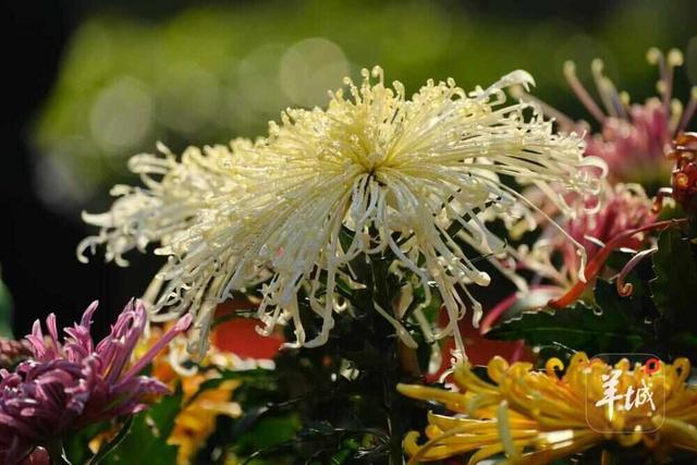 广州文化公园第66届“羊城菊会”周末迎最佳观赏期，将延展至12月上旬