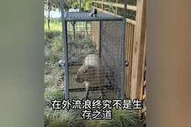 出逃两个月！卡皮巴拉“豆包”回家了！不但没瘦，还胖了一斤多……图片