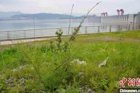 三峡库区疏花水柏枝抗逆性生态试验成功图片