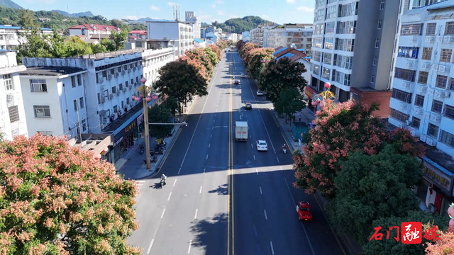 石门：栾树映秋 绘就城市诗意画卷