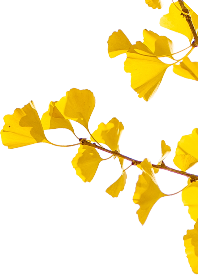 “西红柿炒蛋树”排队？快来秦淮开启“金黄时刻”！