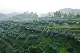 成都金堂：油橄榄点亮乡村振兴的“绿色希望”图片