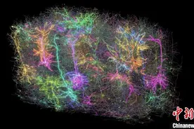 科学家绘制迄今最全小鼠大脑图谱 揭示细胞结构连接与大脑活动关系图片