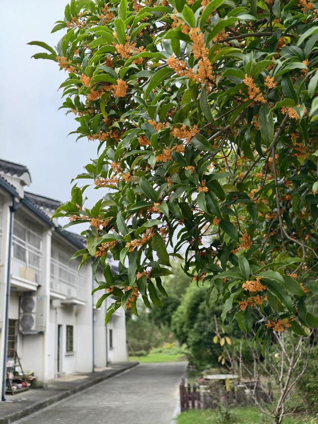 晚潮｜满城的桂花又香了