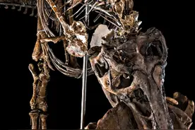 霸王龙皮的包包，敢不敢背一下？科学家尝试用霸王龙基因培育未来皮革图片