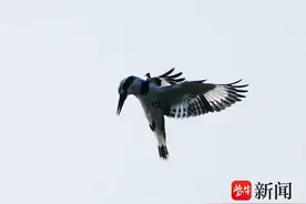 珍稀鸟“斑鱼狗”，在南京秦淮河上空悬浮飞舞图片