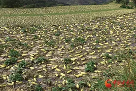 庄浪：西葫芦喜丰收 鼓起农民“钱袋子”图片