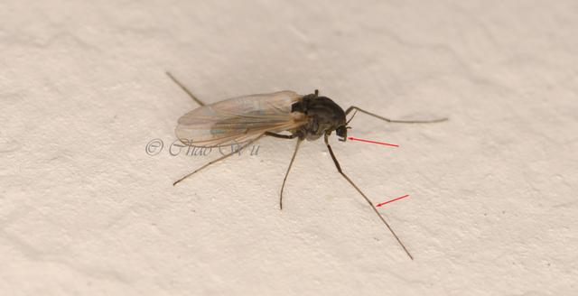 北京雪地惊现蚊子爬行，蚊子出现抗寒性了？