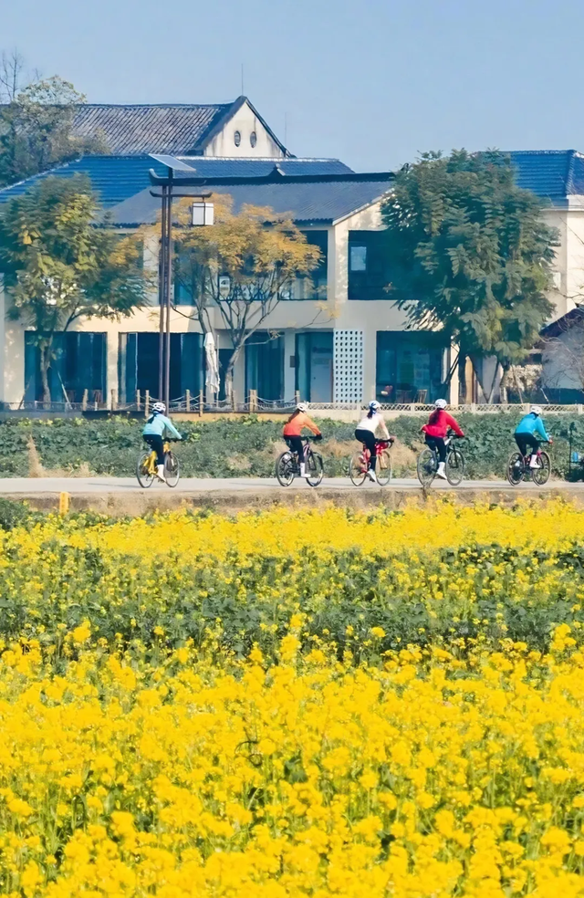 大冬天去赏什么花~油菜花！