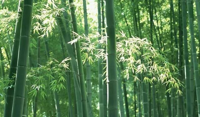 看大熊猫+逛城厢村糖会，这条「萌甜双buff路线」，快收藏！