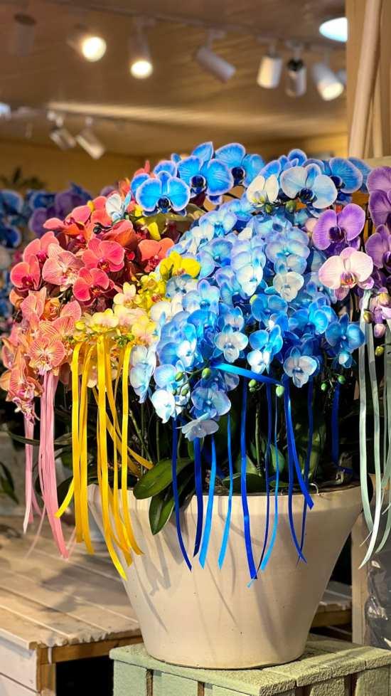 2026沪上年宵花市开逛！“花”式逛出新年味