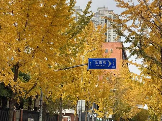 局门路落叶余额不足！市民寒风中打卡满地落叶美景，街头烟火美食也别错过