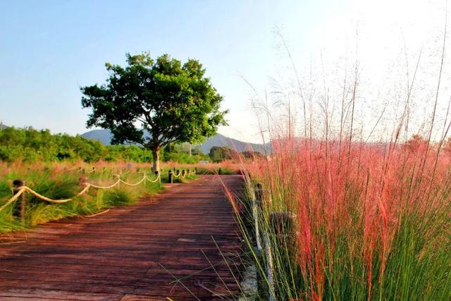 7000㎡粉黛花海+ “粉色童话世界”！深圳秋天必打卡→