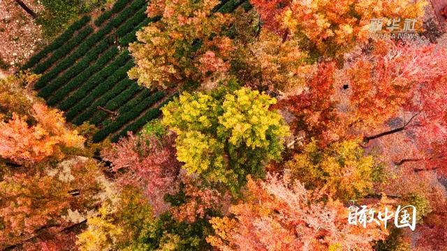 瞰中国｜福建霞浦：枫暖冬日