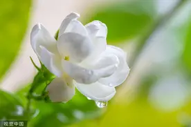 夜读丨茉莉香片图片