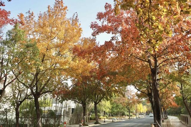 想你的“枫”，红了！终于红了！