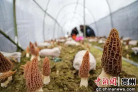 贵州江口：羊肚菌丰收图片