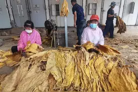 镇安县米粮镇：烟叶喜丰收 烟农赶“烤”忙图片