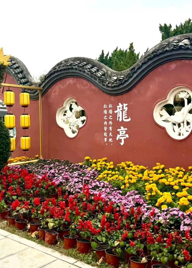 官宣！龙亭菊展延期！