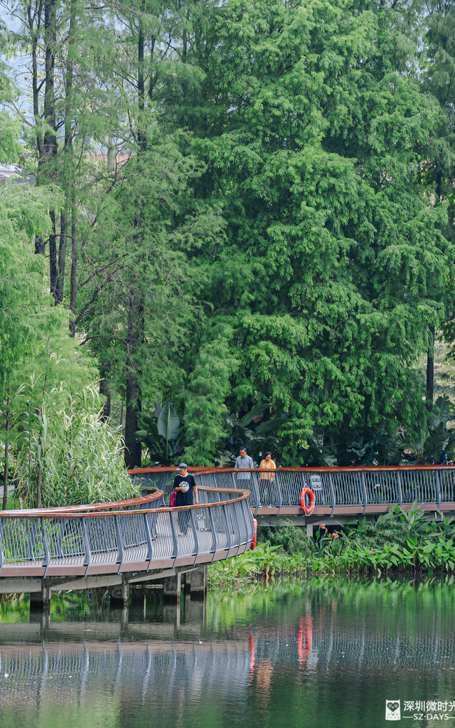 一条荔园路，多少蛇口人的前半生