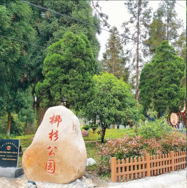 秋日citywalk新选！湖源乡柳杉公园：竹林深处的“慢时光”，专治城市焦虑