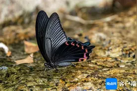 原创组图丨海南霸王岭：蝴蝶吸水降温，享用夏日冷饮图片