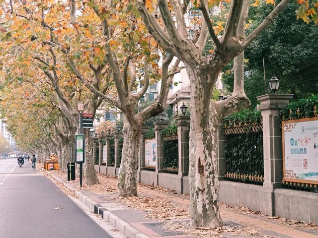静安落叶景观道已就位！限时“治愈系地毯”已铺好，周末散步指南→