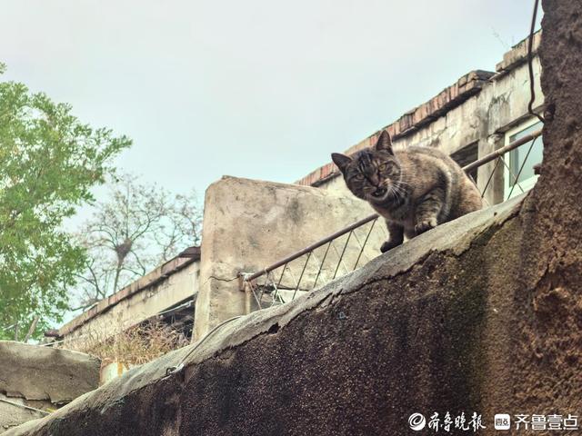 庆祝第26个中国记者节 “发现美好泰安”集中采风活动走进东平