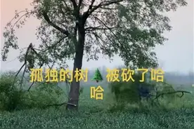 农户因庄稼被踩砍掉网红打卡点“孤独的树”？安徽池州：有游客踩踏小麦，农户只砍掉了一些树枝图片